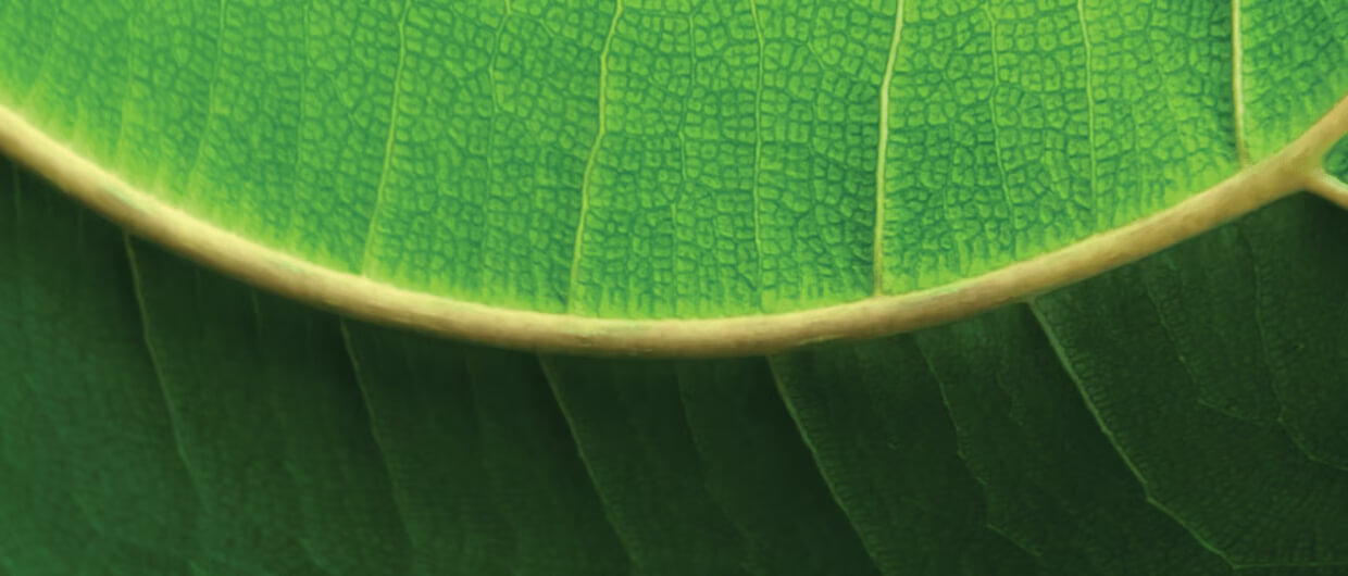 Primer plano de la textura y nervaduras detalladas de una hoja verde brillante con un borde curvo texturizado.
